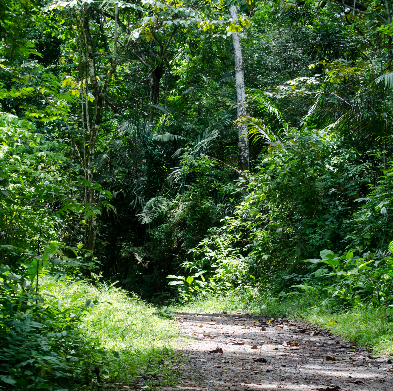 Parque Nacional Soberanía SG